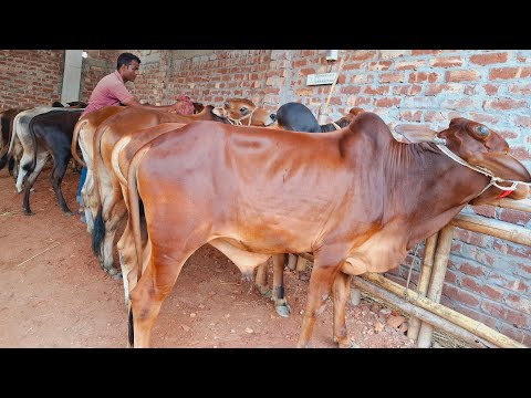 @আজ ৮/৭/২৫ | খামার উপযোগী শাহিওয়াল ও দেশাল জাতের ষাঁড় গরুর প্যাকেজ | দিনাজপুর
