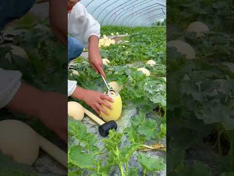 Beautiful Nature - Inspur Fresh Fruit wonderful video of  Industry #1610