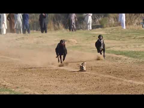 Greyhound dog race