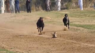 Greyhound dog race