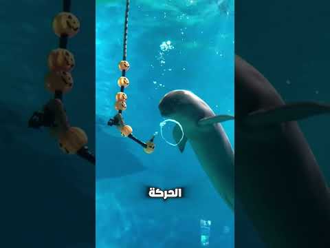 كلب بيهوهو من بوقه و من طيبة قلبه و كائن عسل  يطلع من الشنطة 😊