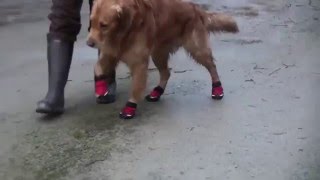 Ruffwear Bark'n Boots Grip Trex