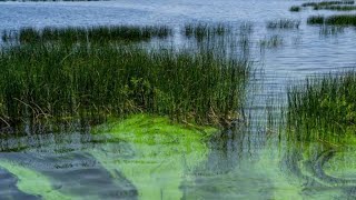 Lake Okeechobee Is SCREWED…(And HERE Is To Blame)