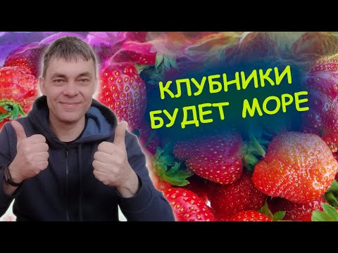 ПОДКОРМКА КЛУБНИКИ ВЕСНОЙ ДЛЯ БОЛЬШОГО УРОЖАЯ🍓🍓🍓 Как выращивать клубнику.
