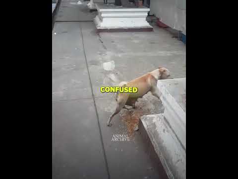 Man Follows Dog (@viralhog)