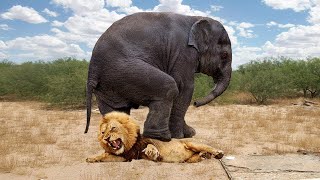 10 Strongest Predators In The World