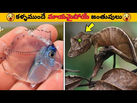 కంటికి కనబడని వింత జీవులు || facts in telugu || Telugu facts || sanju telugu facts