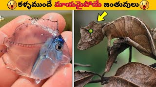 కంటికి కనబడని వింత జీవులు || facts in telugu || Telugu facts || sanju telugu facts