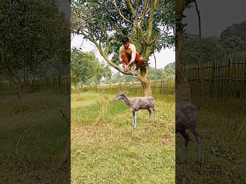 deer catching real my village  funny video #youtubeshorts #shorts_ #animal #jungle #deer