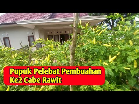 Pupuk pelebat pembuahan ke2 tanaman cabe