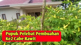 Pupuk pelebat pembuahan ke2 tanaman cabe