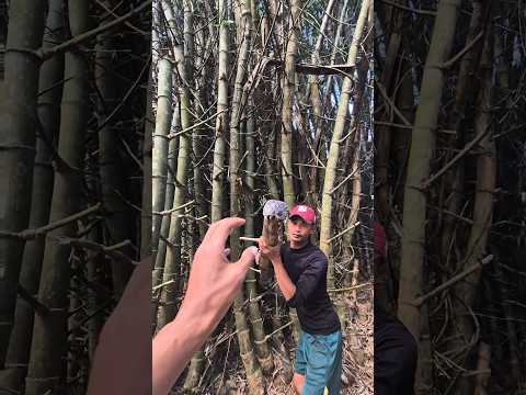 Wow can be a cute animal in bamboo 😱 #animalshorts #nature
