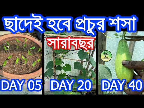 ছাদে সারাবছর শসা চাষের অতিসহজ পদ্ধতি / How to grow cucumber at home / Roof Gardening