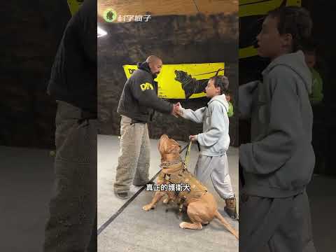 你家的狗子為什麽不護主？