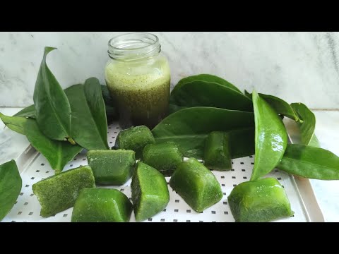 COMO FAZER CUBOS DE ORA-PRO-NÓBIS CONGELADOS - 018 - VIDA VERDE SISTEMAS SUSTENTÁVEIS