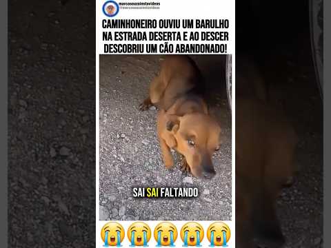 Caminhoneiro ouviu um barulho na estrada deserta e ao descer descobriu um cão abandonado.