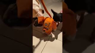 RECEBEMOS UM CACHORRO?
