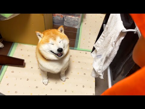 シャンプー終わりのご褒美にぽくぽくゆで卵をもらうのが楽しみな柴犬