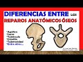 Detalles Anatómicos Óseos