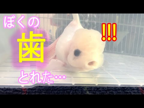 #8　金魚の歯が抜けました！