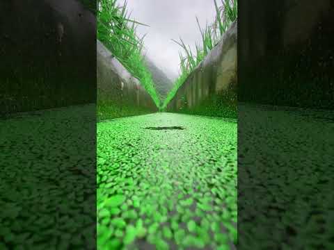 the beauty of nature - You didn't think it was that beautiful _224thclip #satisfying