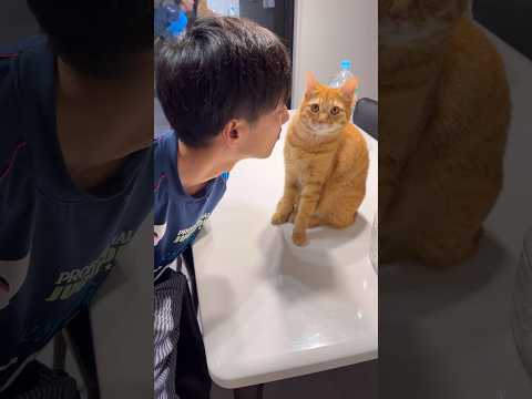 ママに超甘えん坊の猫はパパが近づくとこうなります【とらまる】
