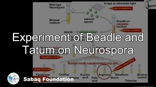 Experiment of Beadle and Tatum on Neurospora