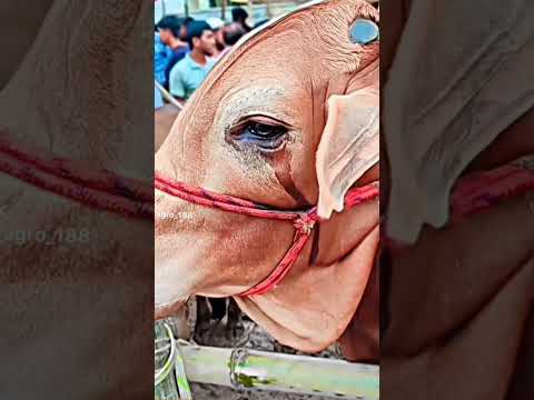 ও আমার মালিক আমাকে খমা করে দিয়েন😭😭😭
