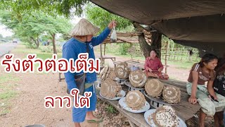 #เที่ยวลาวใต้ ตลาดชาวบ้าน ขายตัวต่อ #ของป่า #อาหารตามฤดูกาล เมืองชนะสมบูน #แขวงจำปาสัก #ลาวใต้