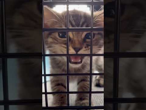 【猫動画】スコティッシュの赤ちゃんを迎えた伝説の日!! #shorts