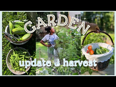 mistakes were made...| GARDEN UPDATE, Huge First Harvest, Homemaking & EXPANDING OUR GARDEN!! *cozy*