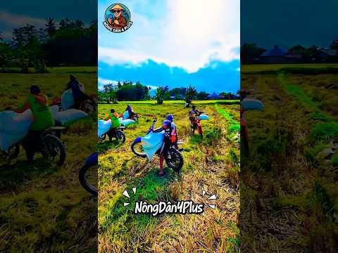 Cách Mà Người Thái Đem Lúa Về Nhà Thật Khác Biệt#shortvideo #nongnghiep #nongdan #farmer