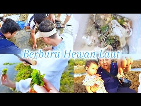 HEALING TIME PART3 !!! BERBURU BERBAGAI HEWAN LAUT YANG TERDAMPAR DI PANTAI ANYER BANTEN