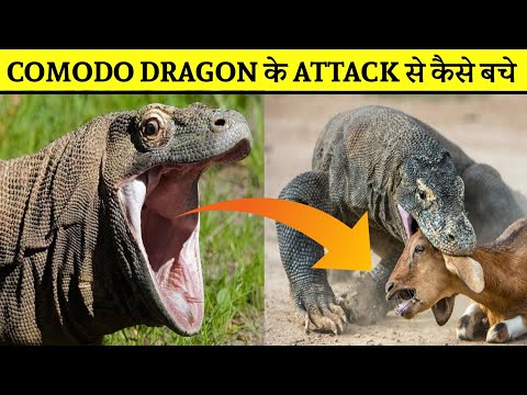 अगर Komodo Dragon 😱 आप पर हमला 😰 करदे तो अपनी जान कैसे बचाये 🤔 #shorts