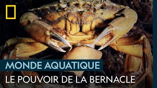 Une bernacle prend le contrôle d'un crabe