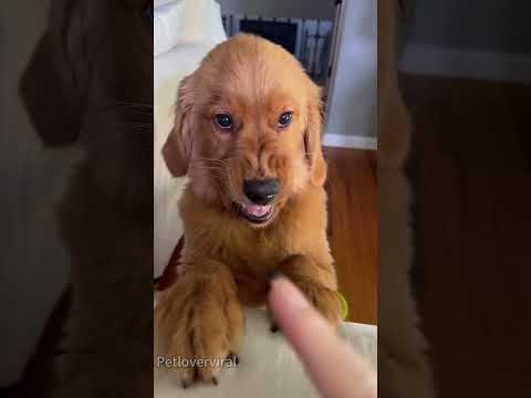 Sassy golden retriever puppy#dog#dogvideo #funnydog#fyp