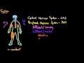 Nervous System Concepts and Functions