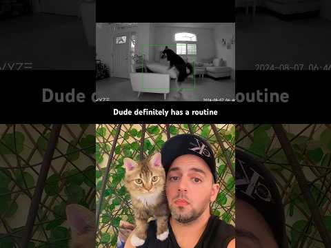 The secret life of pets ? Dude perfect timing #shorts #viral #funny #short #trendingshorts #fyp