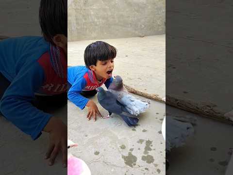 bacche ne kabutar ko Apne munh se Dana Diya