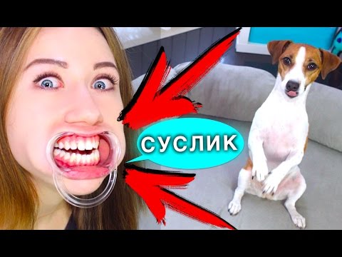 ПОПРОБУЙ СКАЗАТЬ КОМАНДЫ для СОБАКИ С РАЗОРВИ РОТ | Elli Di Pets