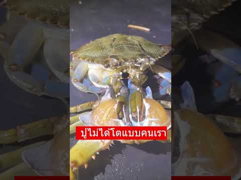 คุณเคยเห็นปูที่กำลังจะเติบโตมาก่อนไหม