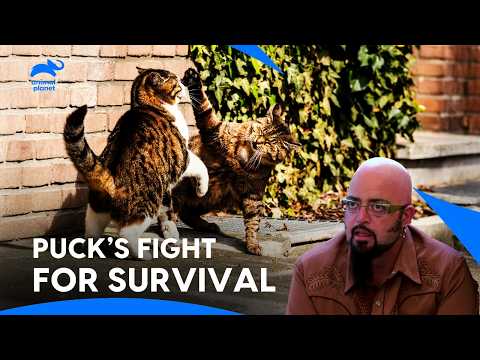 Penny's Attacks Threaten Puck’s Safety | My Cat From Hell | Animal planet