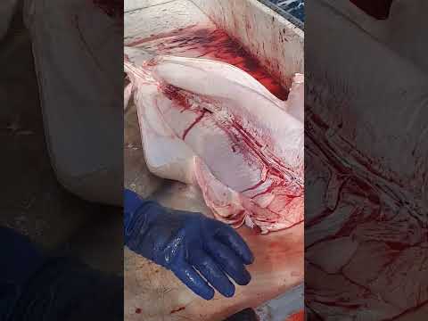 (Seven gill SHARK) #fishing #viral #pescado #fish #boat #tasmania #sea #shark #ftpage #fishinglife