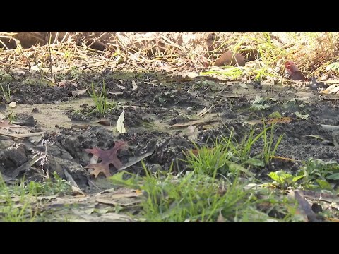 'It's embarrassing': Sewage leaks into Muskogee resident's yard