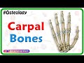 Carpal and Metacarpal Anatomy