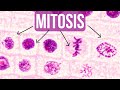 Mitosis Phases and Processes