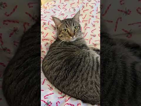 Kevin always testing his limits #catlovers #cat #kitten @chulothecat