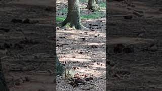 Kurzinfo zum Isergebirge