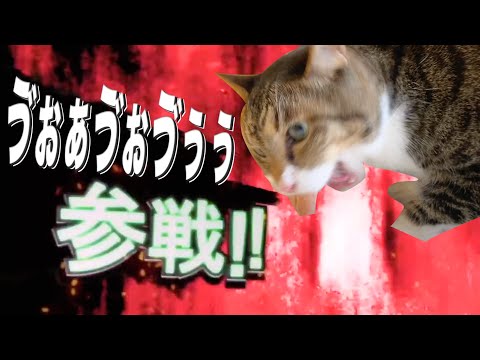 爆笑おもしろすぎる猫全員参戦！！