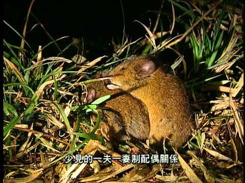 生生不息台灣地棲性小型哺乳動物 國語版 - YouTube(22分57秒)